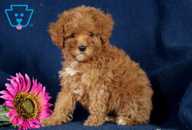 Button Mini Poodle image