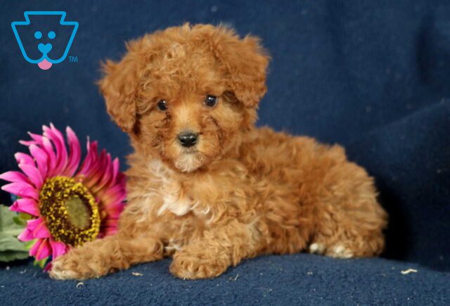 Button Mini Poodle2 image