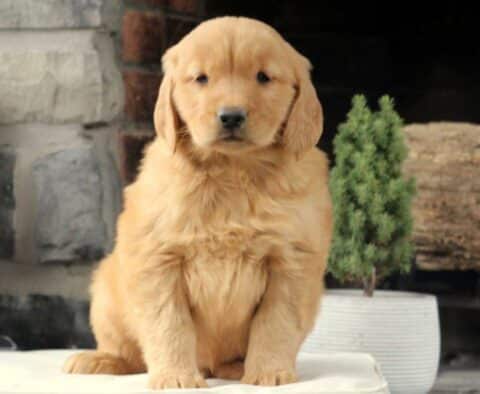 Carson Golden