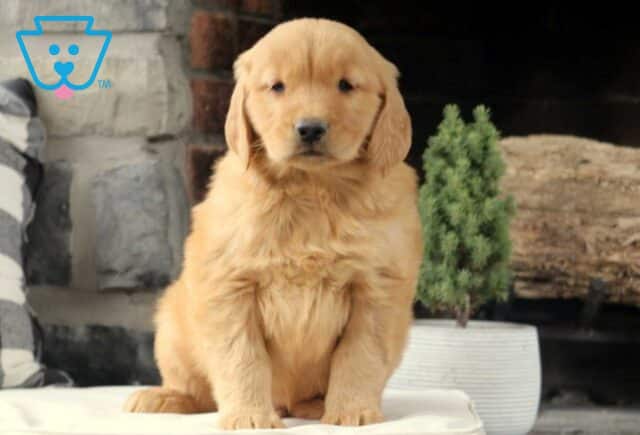 Carson Golden image