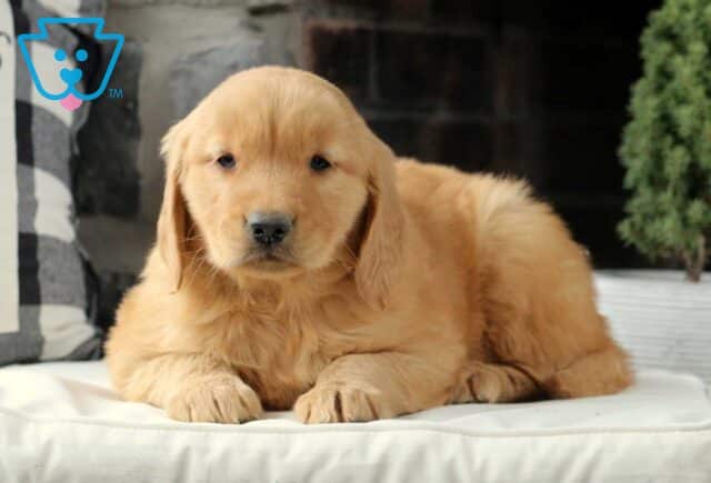 Carson Golden2 image