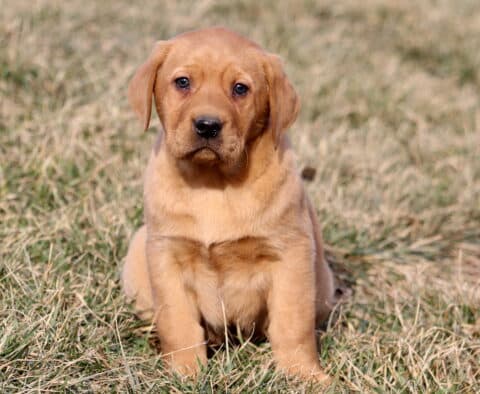 Champ Fox Red Lab