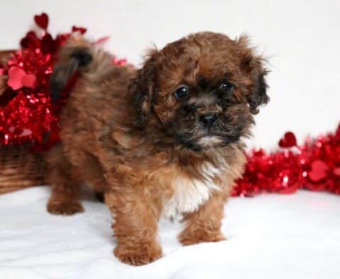 Charlie Brown Shihpoo2