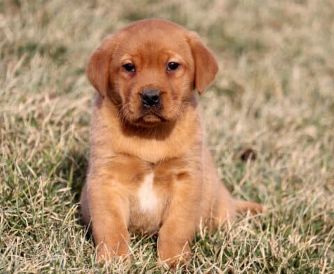 Chaz Fox Red Lab