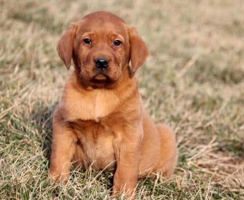 Cheerio Fox Red Lab