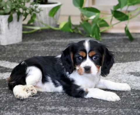 Chili Cavalier2