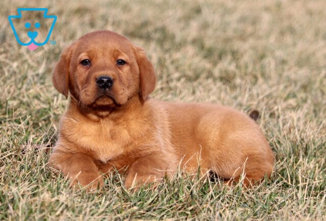 Cj Fox Red Lab image
