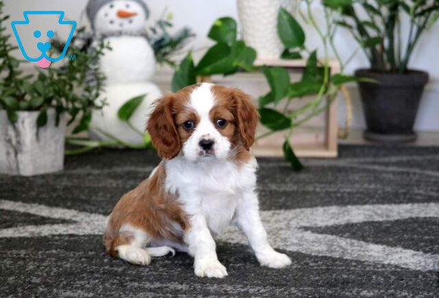 Coby Cavalier image