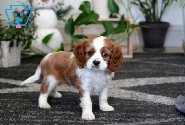 Coby Cavalier2 image