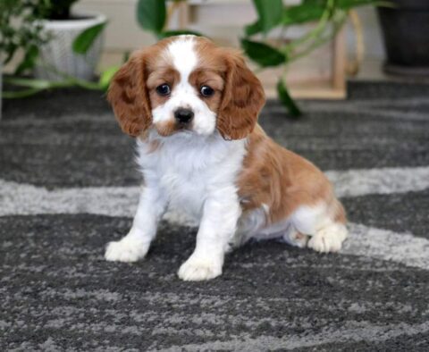 Coconut Cavalier