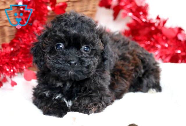 Cruz Shihpoo image