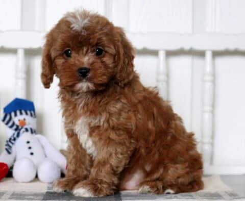 Dallas Cavapoo