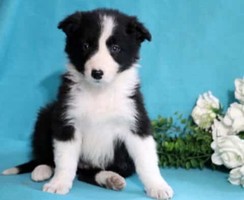 Dan Border Collie