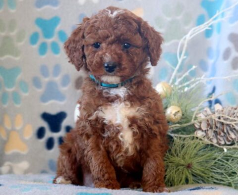 Dawson Mini Poodle