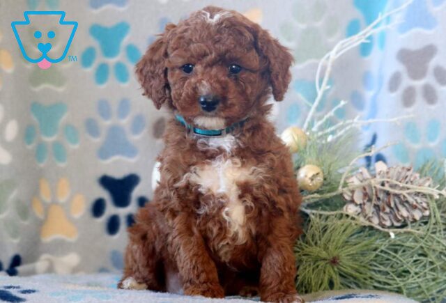 Dawson Mini Poodle image