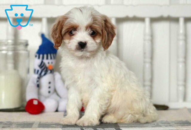 Destiny Cavapoo image
