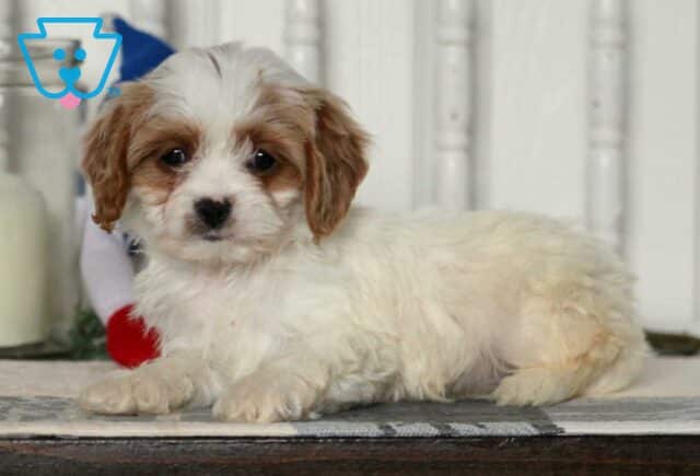 Destiny Cavapoo2 image