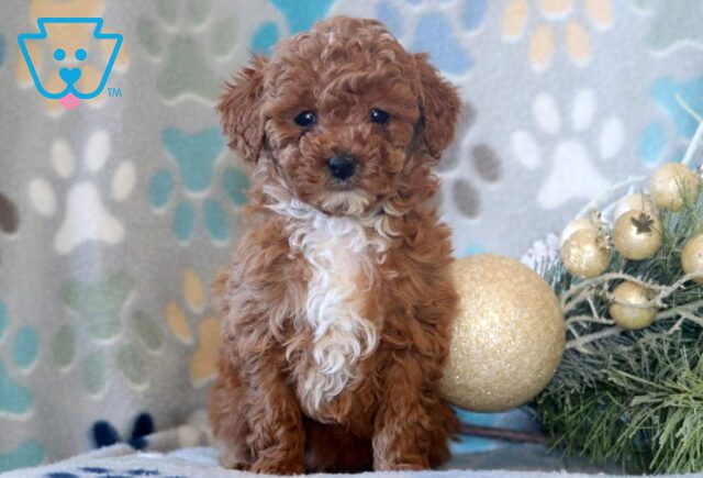 Dia Mini Poodle image