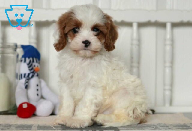 Dice Cavapoo image