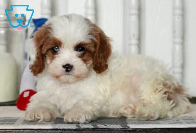 Dice Cavapoo2 image