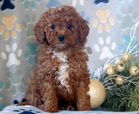 Dice Mini Poodle