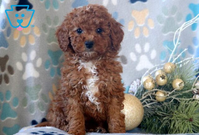 Dice Mini Poodle image