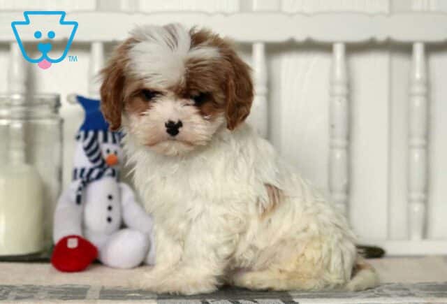 Diego Cavapoo image