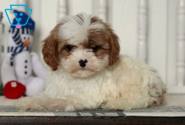 Diego Cavapoo2 image