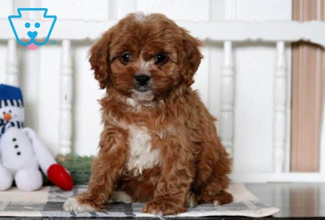 Dobby Cavapoo image