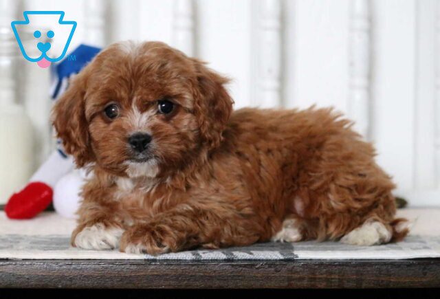 Dobby Cavapoo2 image