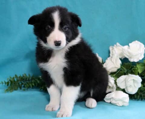 Dodger Border Collie2