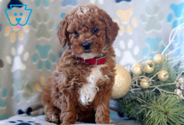 Domino Mini Poodle image