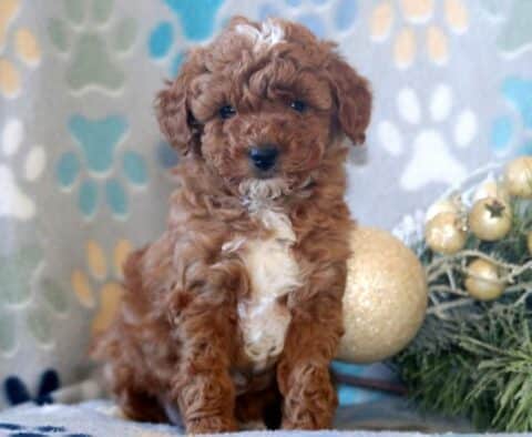 Dream Mini Poodle