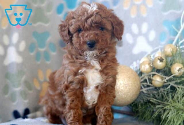 Dream Mini Poodle image