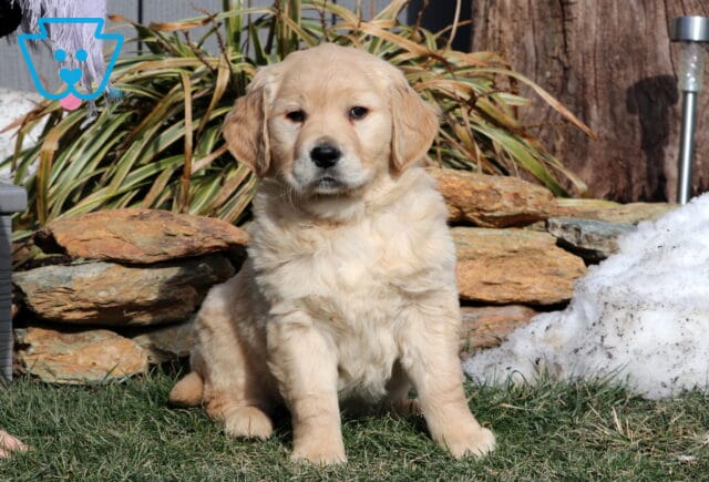 Duke Golden image