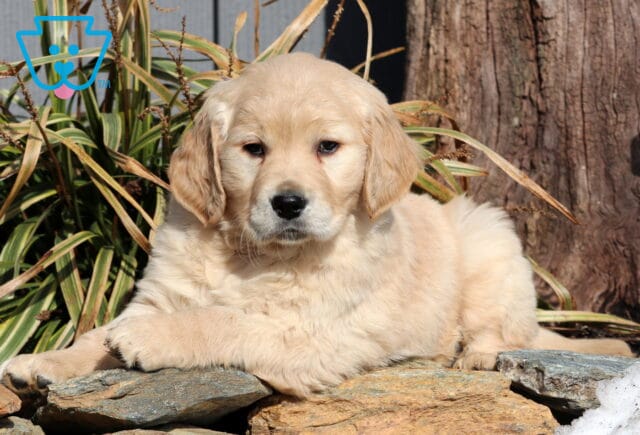 Duke Golden2 image