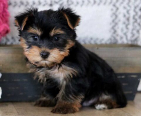 Eddie Yorkie
