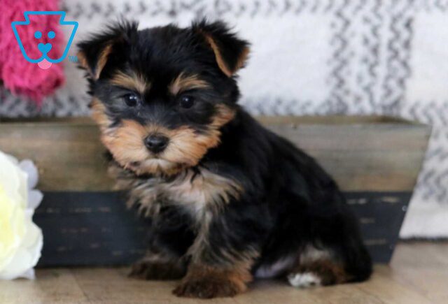 Eddie Yorkie image