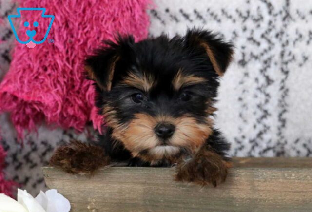 Eddie Yorkie2 image