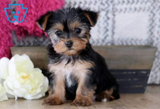 Emmy Yorkie image