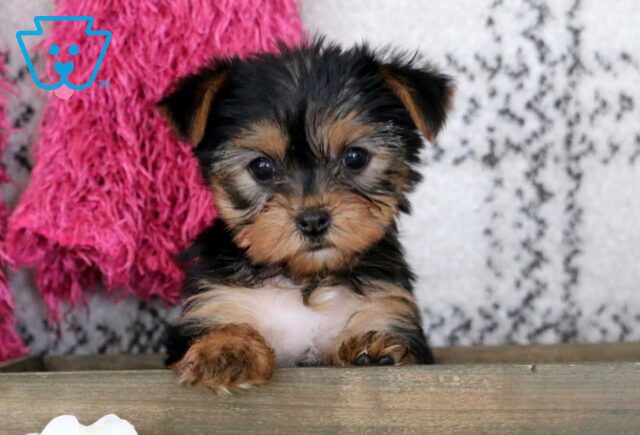Emmy Yorkie2 image