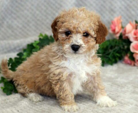 Faith Mini Godendoodle