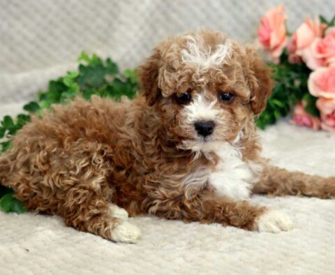 Farlow Mini Goldendoodle2