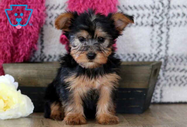 Fido Yorkie image