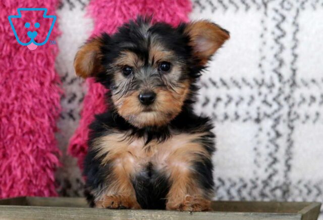 Fido Yorkie2 image
