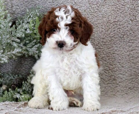 Finn Mini Poodle