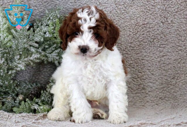 Finn Mini Poodle image