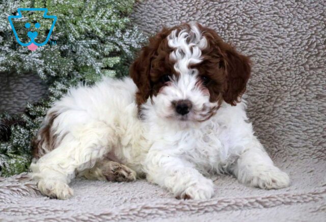 Finn Mini Poodle2 image