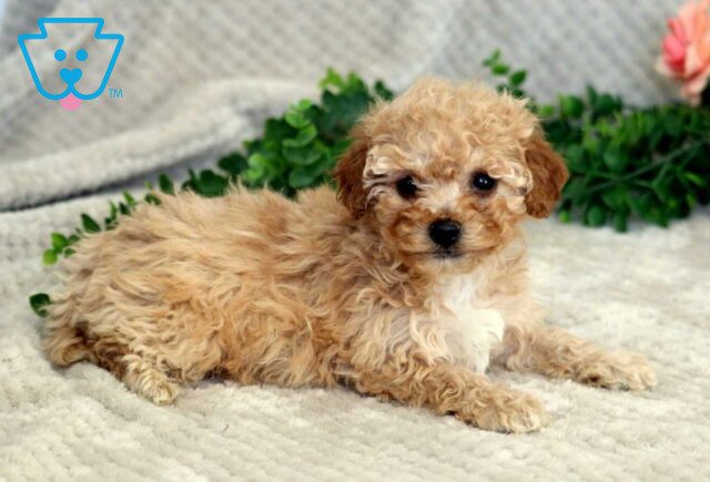 Fiona Mini Goldendoodle image