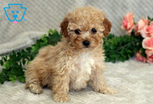 Fiona Mini Goldendoodle2 image
